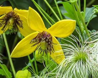 CLEMATIS Orientalis 20 seeds-HP