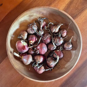 walking Egyptian Onion Bulbs (20 pack)