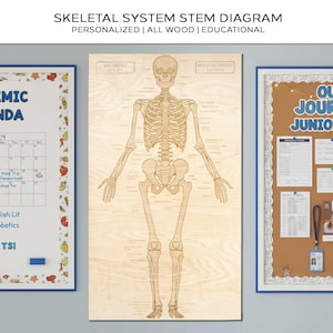 May include: A wooden skeletal system diagram with detailed bone labeling. The text at the top reads "SKELETAL SYSTEM STEM DIAGRAM PERSONALIZED | ALL WOOD | EDUCATIONAL". The diagram is flanked by a calendar and a bulletin board.