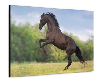 Black Horse Canvas Print - Black Horse Wall Decor - Black Horse Picture - Black Horse Painting