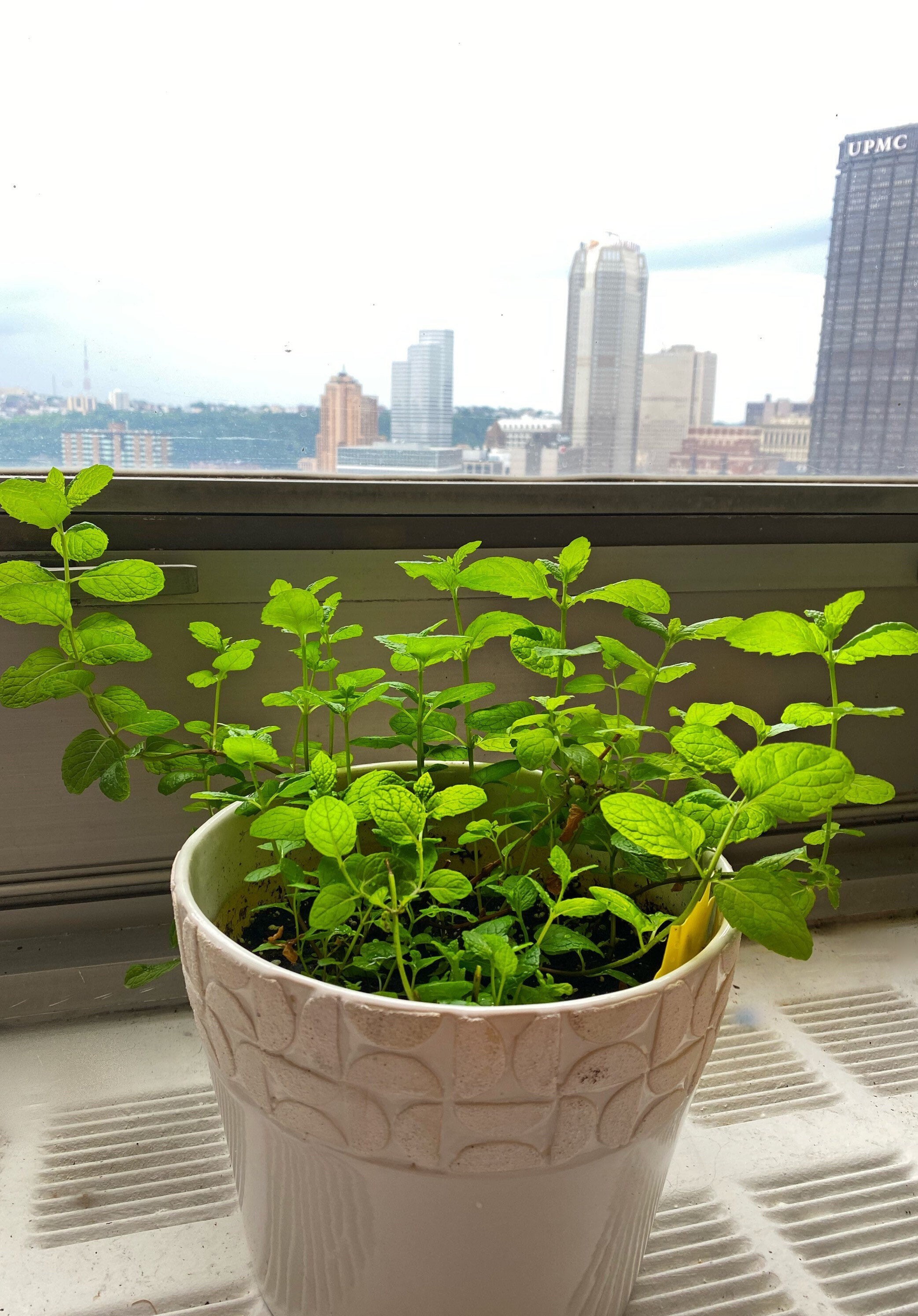 Mint Plant: Live Peppermint