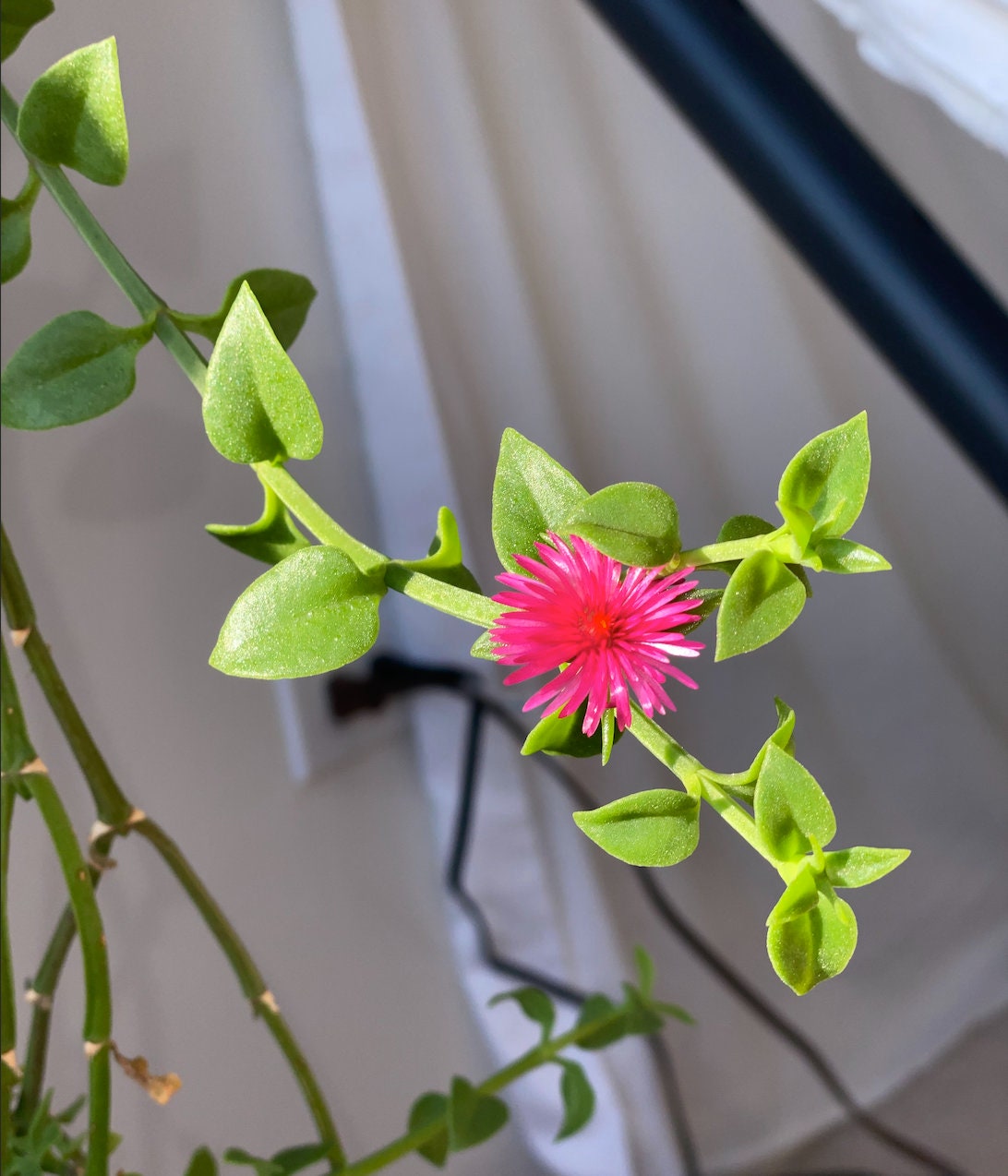 HANGING PLANT Aptenia Cordifolia: Baby Sun Rose, Variegated Ice Plant…