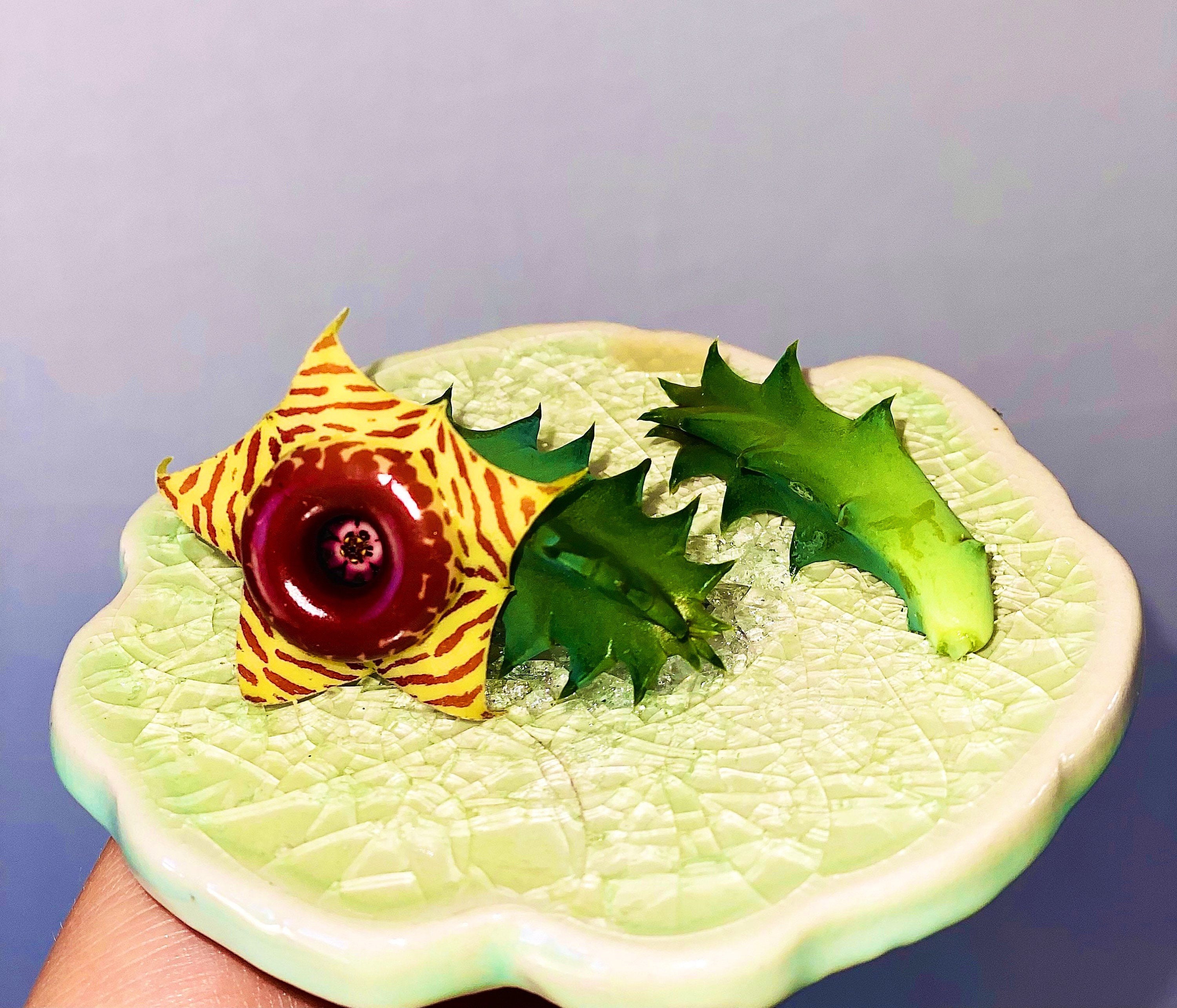 Huernia Zebrina: Lifesaver Plant