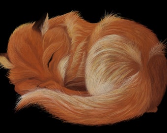 Resting Fox