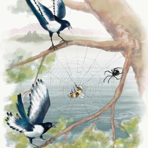 May include: Two black and white magpies perched on a branch, looking at a bee caught in a spider web. A black spider is also visible on the web.