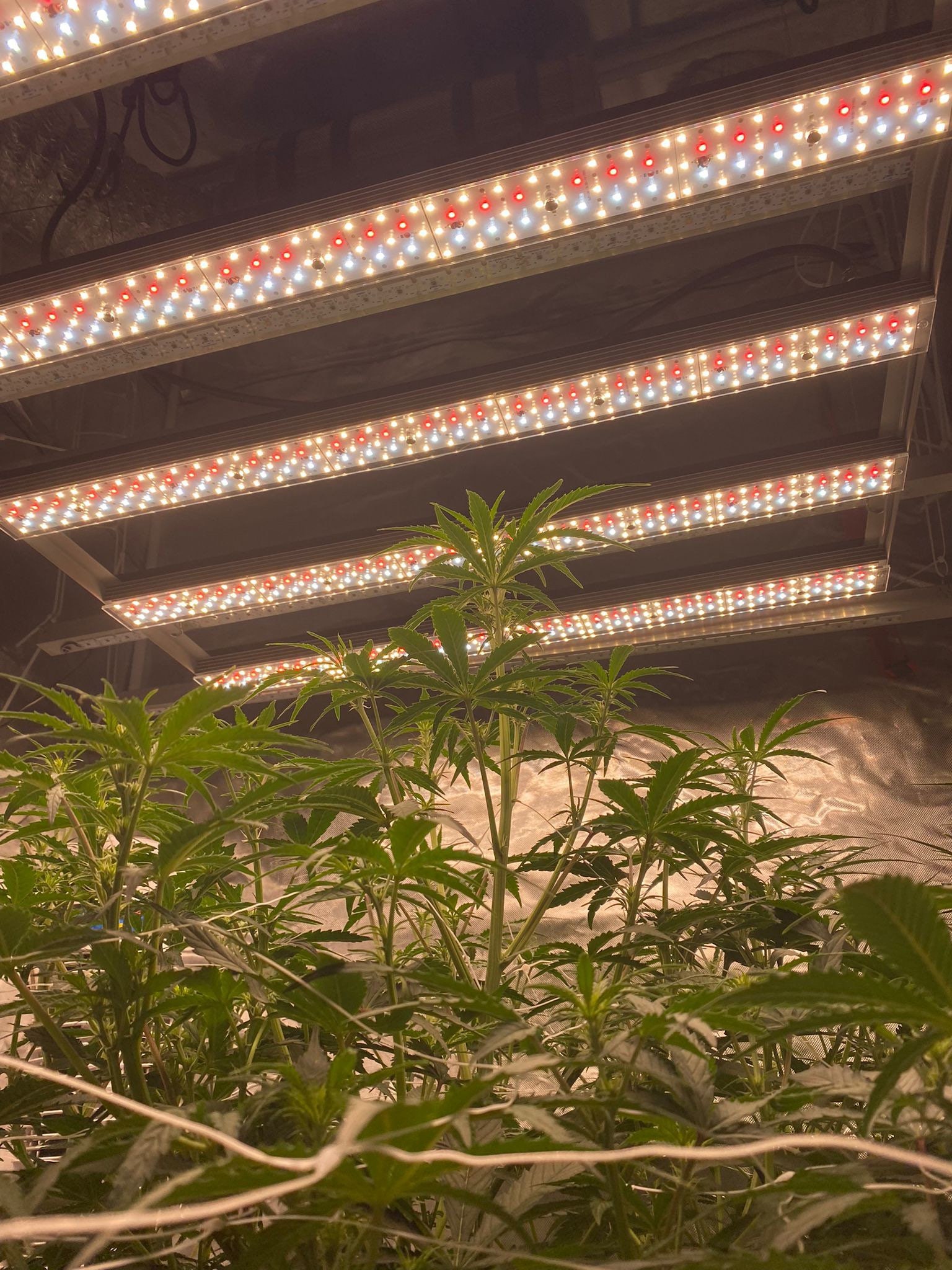 CORDLESS GROW LIGHT Etsy