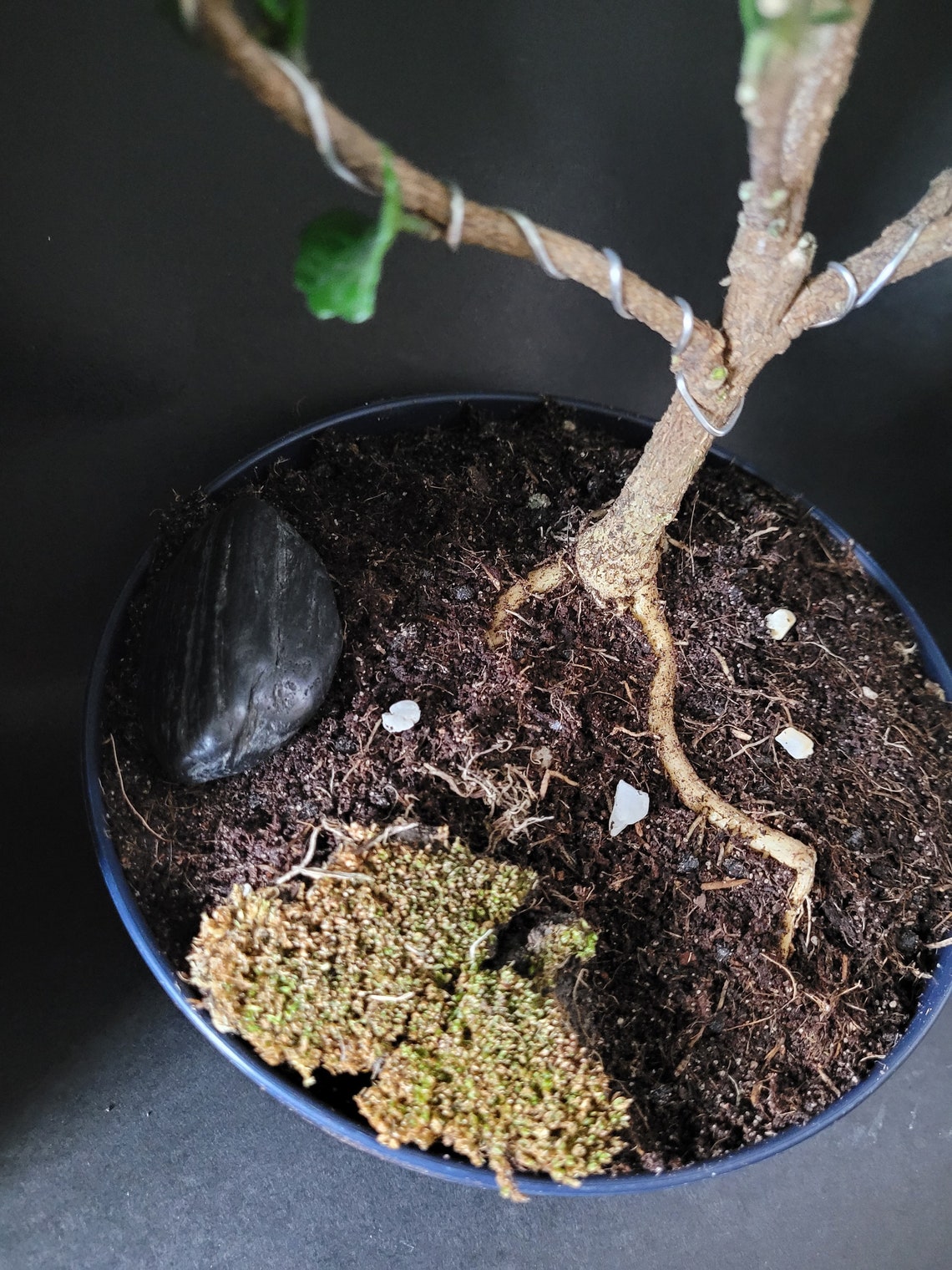 Hibiscus Hybrid Hibiscus syriacus Bonsai Tree Etsy