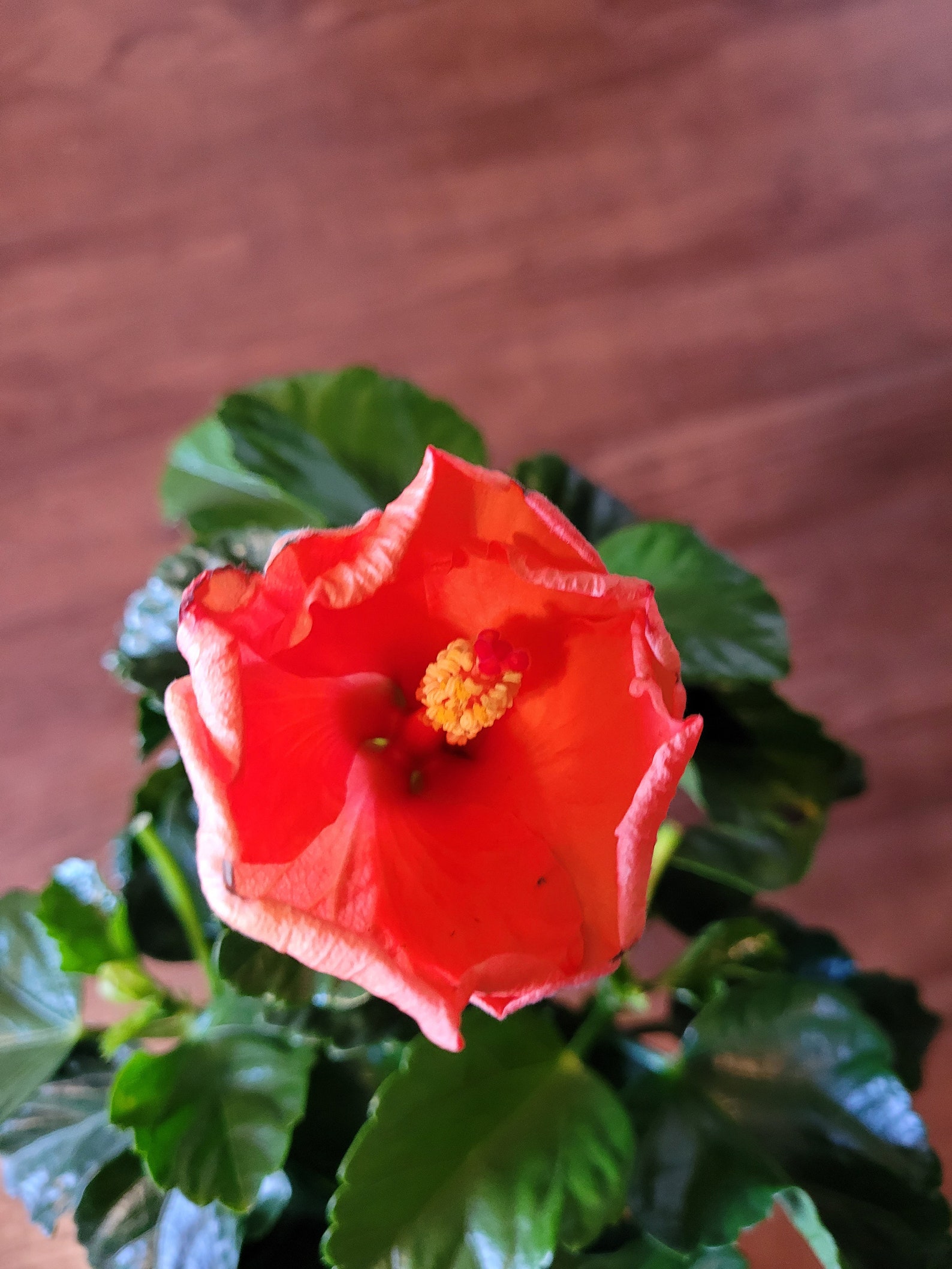 Hibiscus Hybrid Hibiscus syriacus Bonsai Tree Etsy