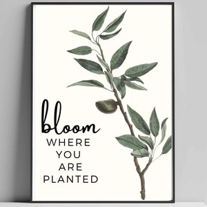 May include: A white background with a green branch with leaves and a small green fruit. The text "bloom where you are planted" is written in black below the branch.