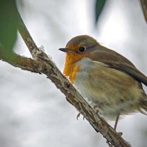 A robin, Lake District, Cumbria, UK