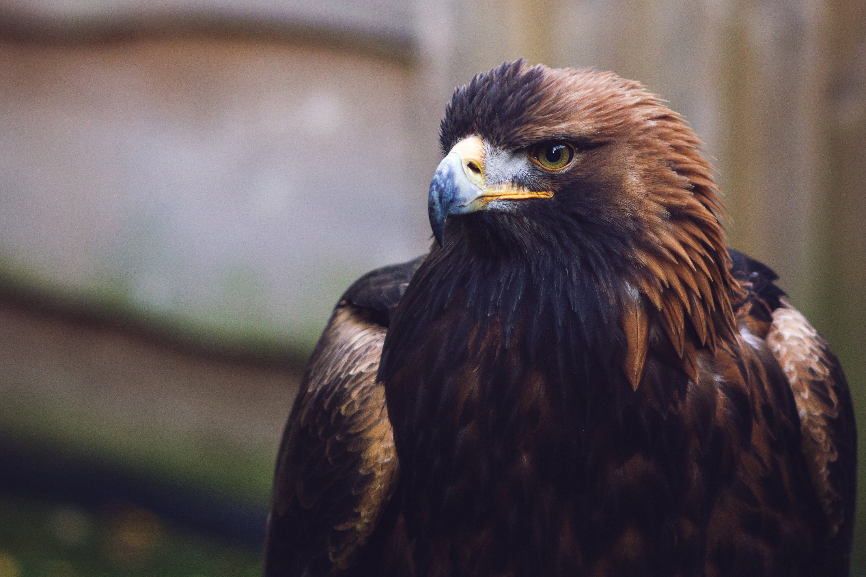 Loch Lomond Bird of Prey Centre - Loch Lomond