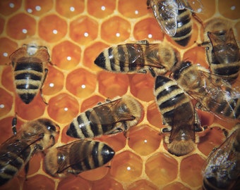 Hardworking bees