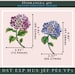 Hydrangea Embroidery Design: Floral Machine Embroidery (digital File ...