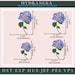 Hydrangea Embroidery Design: Floral Machine Embroidery (digital File ...