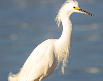 Snowy Egret at Ft DeSoto - Bird Photograph, Bird Art, Wildlife Photography, Nature Photography, Bird Print (1319)