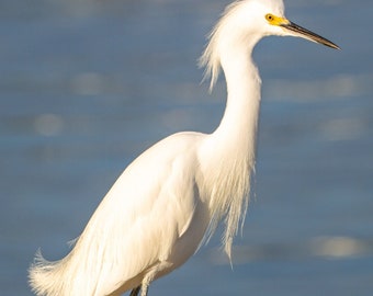 Snowy Egret at Ft DeSoto - Bird Photograph, Bird Art, Wildlife Photography, Nature Photography, Bird Print, Digital Download (1319)