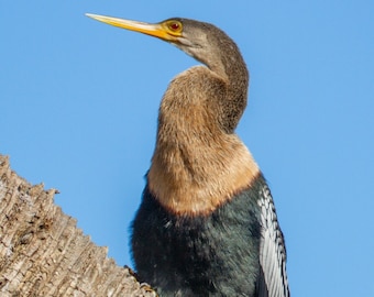 Anhinga voguing at Lake Maggiore - Bird Photograph, Bird Art, Wildlife Photography, Nature Photography, Bird Print, Digital Download (3339)