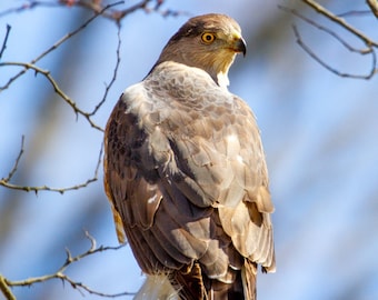 Cooper's Hawk - vogelfoto, vogelkunst, natuurfotografie, natuurfotografie, vogelprint, digitale download (4950)