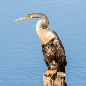 Anhinga on piling - Bird Photograph, Bird Art, Wildlife Photography, Nature Photography, Bird Print, Digital Download (4166)