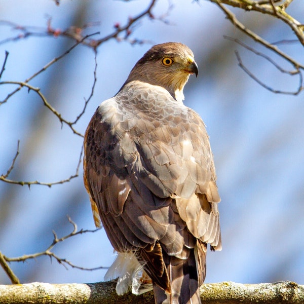 Cooper's Hawk - Bird Photograph, Bird Art, Wildlife Photography, Nature Photography, Bird Print, Digital Download (4950)