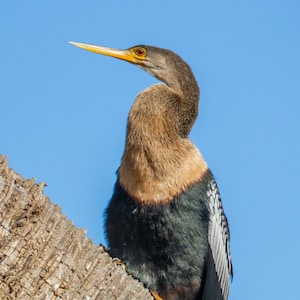 Peut inclure: Un anhinga perché sur une branche d'arbre contre un ciel bleu clair. L'oiseau a un long cou fin et un bec jaune pointu. Ses plumes sont un mélange de marron, de noir et de blanc. L'oiseau est dans un habitat naturel.
