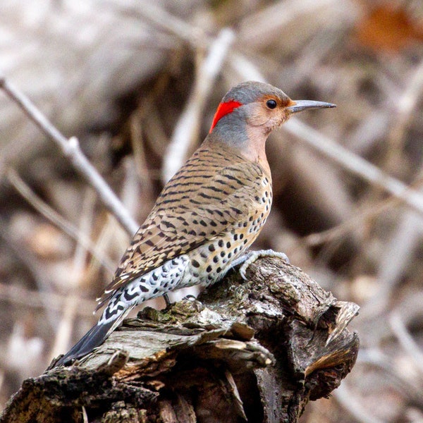 Northern Flicker in Sangamon River bed - Bird Photograph, Bird Art, Wildlife Photography, Bird Print, Northern Flicker, Woodpecker (9330)