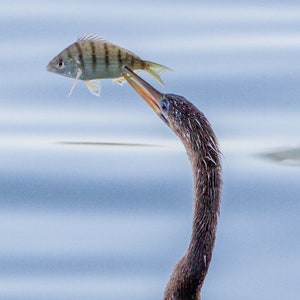 May include: A brown anhinga bird with a long neck catches a striped fish with its beak. The bird is in the water with its head and neck above the surface.