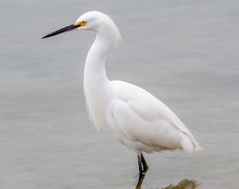Snowy Egret Wading in still water - Bird Photograph, Bird Art, Wildlife Photography, Nature Photography, Bird Print (0381)
