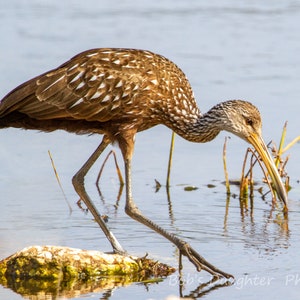 Limpkin at Largo Preserve - Bird Photograph, Bird Art, Wildlife Photography, Nature Photography, Bird Print, Digital Download (1841)