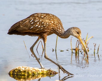 Limpkin at Largo Preserve - Bird Photograph, Bird Art, Wildlife Photography, Nature Photography, Bird Print, Digital Download (1841)