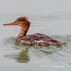 Red-breasted Merganser on Intracoastal Waterway - Bird Photograph, Bird Art, Wildlife Photography, Bird Print, Digital Download (0379)