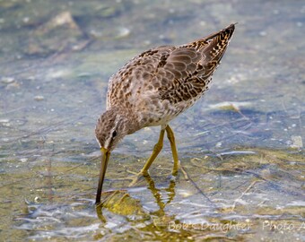 Short-billed Dowitcher at Harbourside 2 - Bird Photograph, Bird Art, Wildlife Photography, Bird Print, Shorebird, Digital Download (3165)