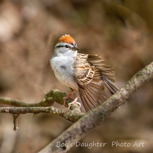 Chipping Sparrow Preening - Bird Photograph, Bird Art, Wildlife Photography, Nature Photography, Bird Print, Digital Download (6890)