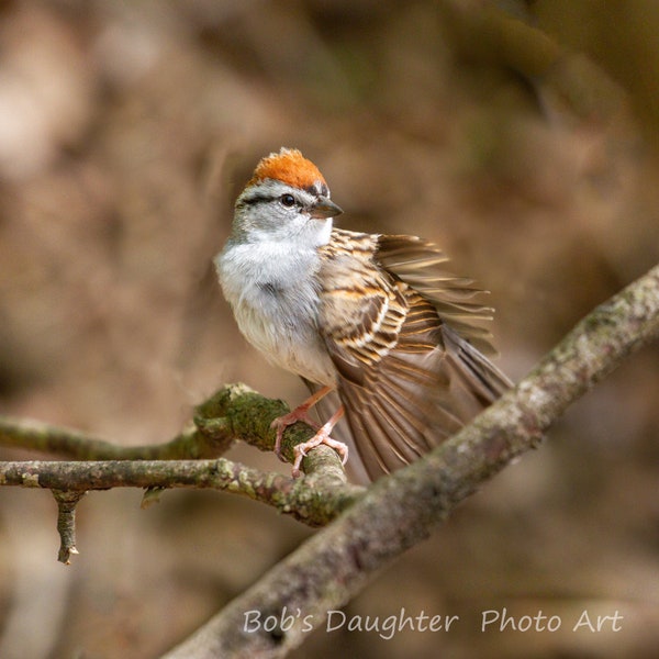 Chipping Spatz putzen - Vogelfotografie, Vogelkunst, Tierfotografie, Naturfotografie, Vogel Druck, digitaler Download (6890)