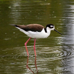 Black-necked Stilt - Bird Photograph, Bird Art, Wildlife Photography, Nature Photography, Bird Print, Digital Download (4041)
