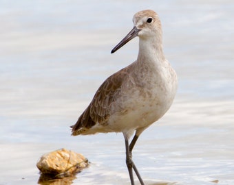 Willet bij Ft DeSoto - Vogelfoto, vogelkunst, natuurfotografie, natuurfotografie, vogelprint, digitale download (3025)