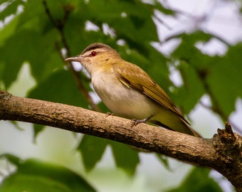 Vireo de ojos rojos - Fotografía de aves, Arte de aves, Fotografía de vida silvestre, Fotografía de naturaleza, Impresión de aves