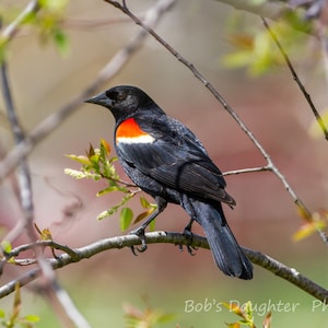 Red-winged Blackbird in Heritage Park - Bird Photograph, Bird Art, Wildlife Photography, Nature Photography, Bird Print (6103)