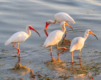 White Ibis Gather Near Sunset - Bird Photograph, Bird Art, Wildlife Photography, Bird Print, Shorebird, Digital Download (4058)