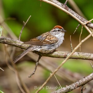 Chipping Sparrow on Branch - Bird Photograph, Bird Art, Wildlife Photography, Nature Photography, Bird Print, Digital Download (6269)