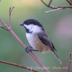Black-capped Chickadee - Bird Photograph, Bird Art, Wildlife Photography, Nature Photography, Bird Print, Chickadee