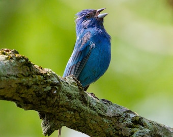 Indigo Bunting proclaims his beauty - Bird Photograph, Bird Art, Wildlife Photography, Bird Print, Digital Download (5929)