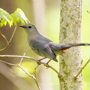 Gray Catbird on Summer Morning - Bird Photograph, Bird Art, Wildlife Photography, Nature Photography, Bird Print, Digital Download