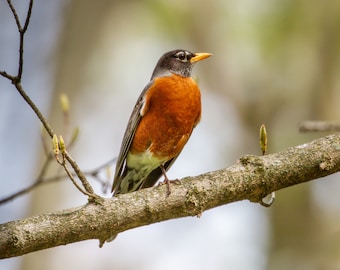 American Robin in Spring buds - Bird Photograph, Bird Art, Wildlife Photography, Nature Photography, Bird Print, Digital Download (6628)