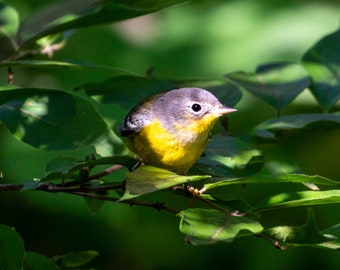 Magnolia Warbler catching a sunbeam - Bird Photograph, Bird Art, Wildlife Photography, Bird Print (542A8994)