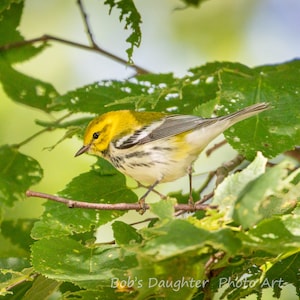 Black-throated Green Warbler - Bird Photograph, Bird Art, Wildlife Photography, Nature Photography, Bird Print