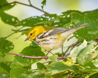 Black-throated Green Warbler - Bird Photograph, Bird Art, Wildlife Photography, Nature Photography, Bird Print