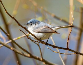 May include: A small, light blue bird with a white belly perched on a thin branch. The bird has a dark eye and a short, pointed beak. The background is a blurry, out-of-focus image of a light blue sky and brown branches.