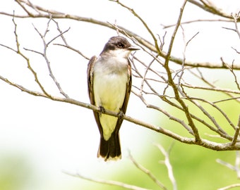 Eastern Kingbird in Heritage Park - Bird Photograph, Bird Art, Wildlife Photography, Nature Photography, Bird Print, Digital Download (5650)