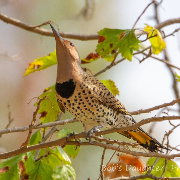 Northern Flicker in Fall Vines- Bird Photograph, Bird Art, Wildlife Photography, Nature Photography, Bird Print, Digital Download (4826)